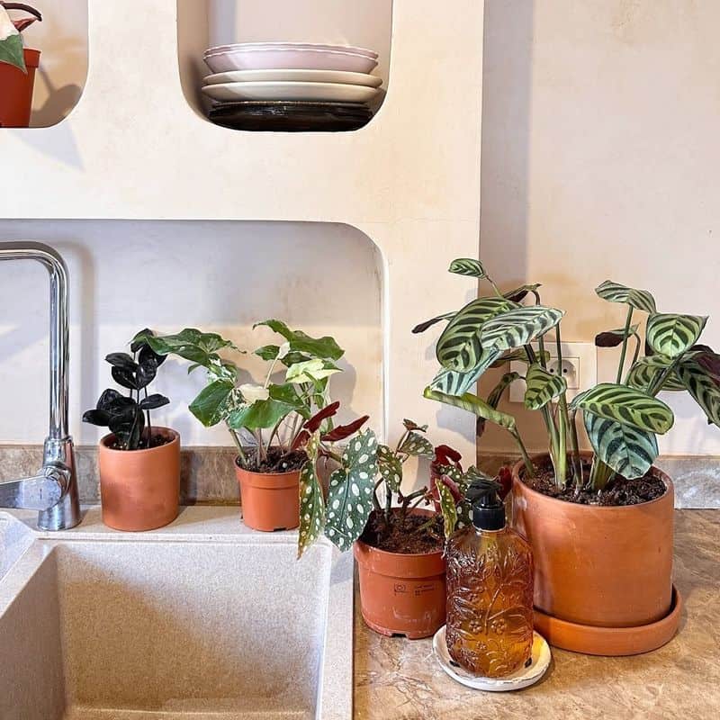 Keep Indoor Plants