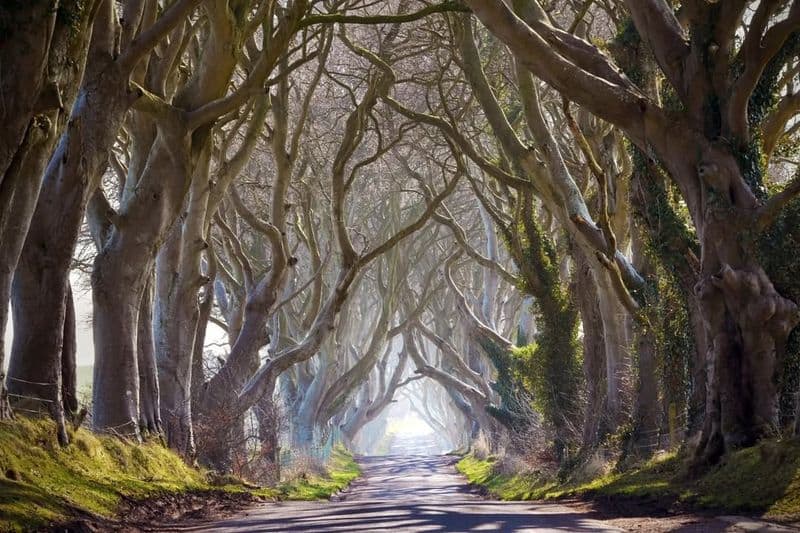The Dark Hedges, Northern Ireland