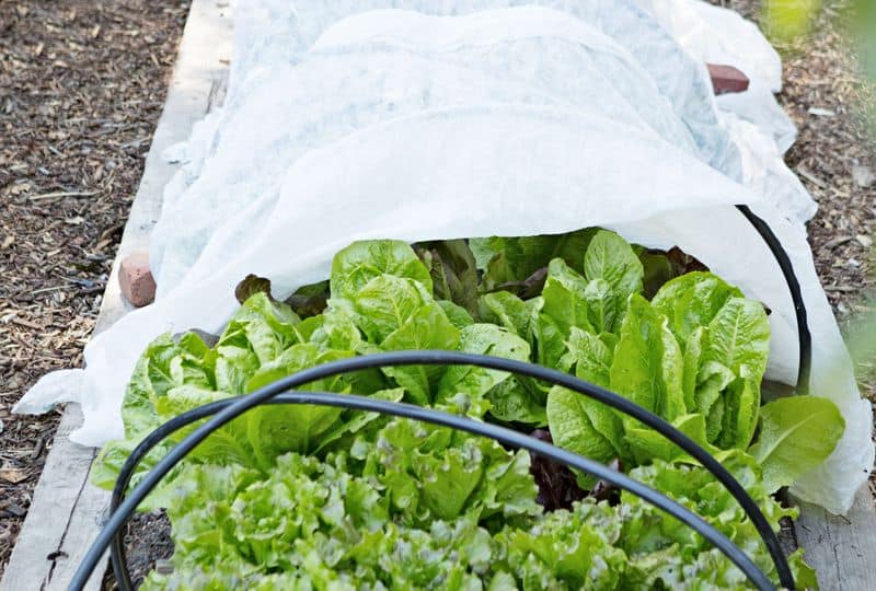 Use Row Covers