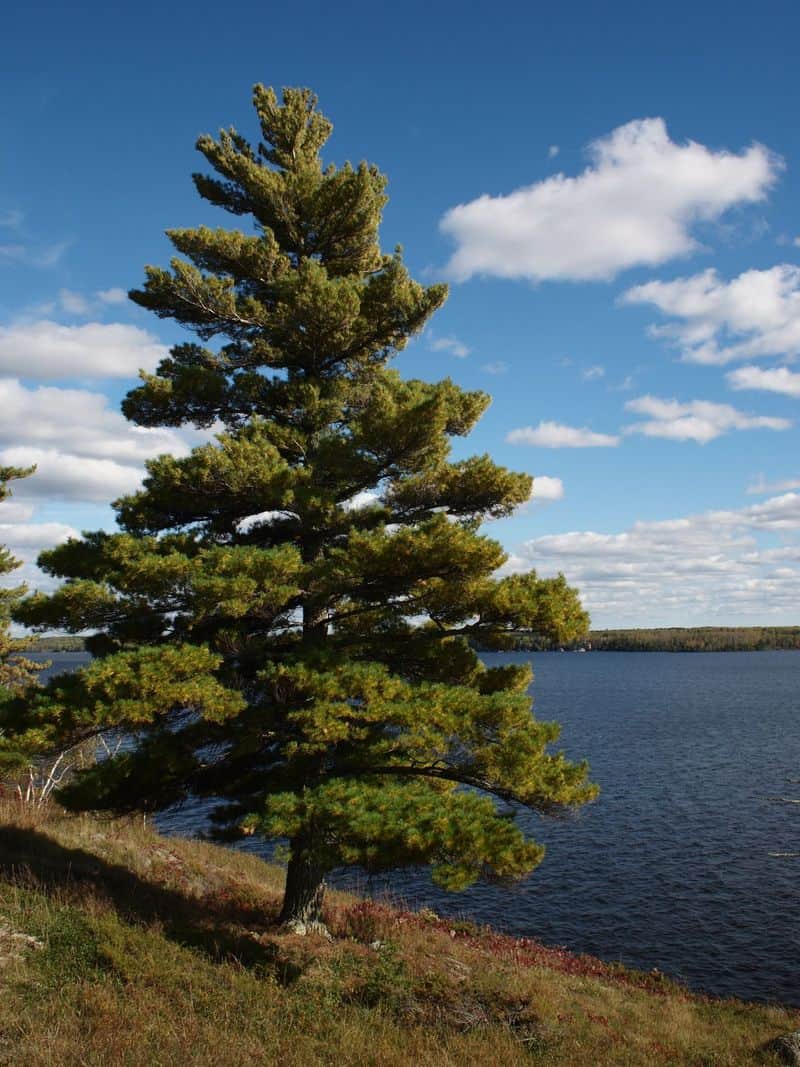 Eastern White Pine