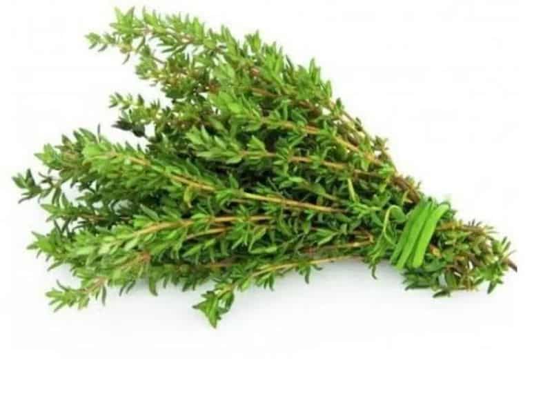 Thyme (Thymus vulgaris)