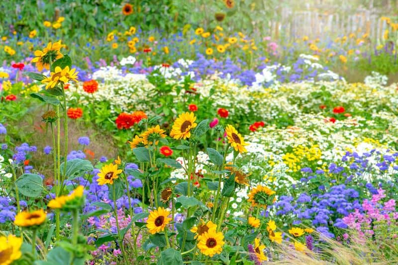 Sow Seeds Properly