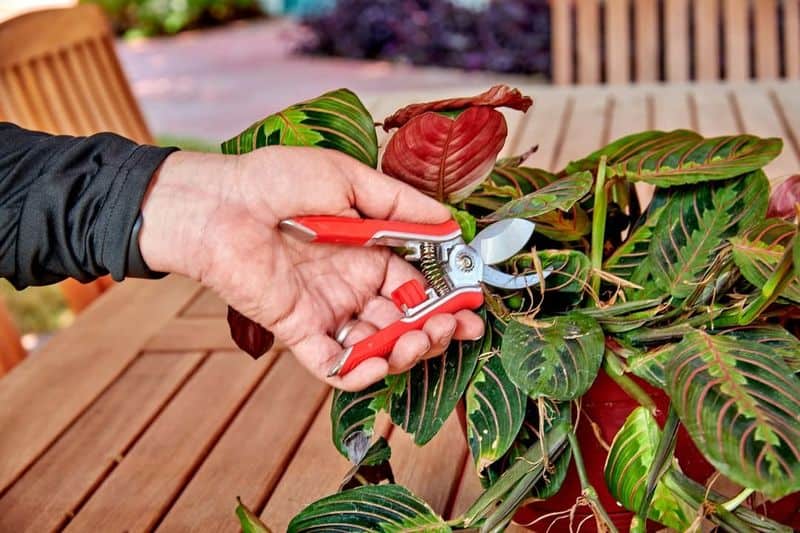 Tip 1: Know Your Plant
