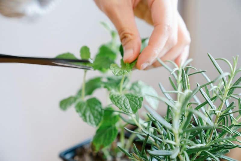 Tip 3: Prune with Purpose