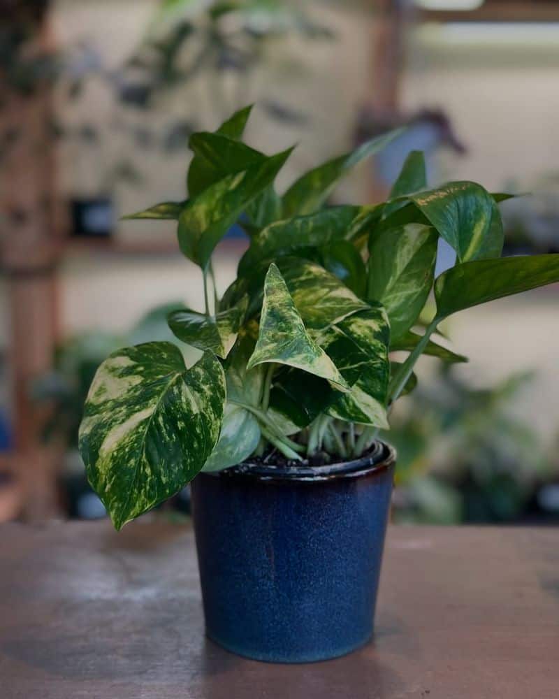 Tip 7: Listen to Your Plant