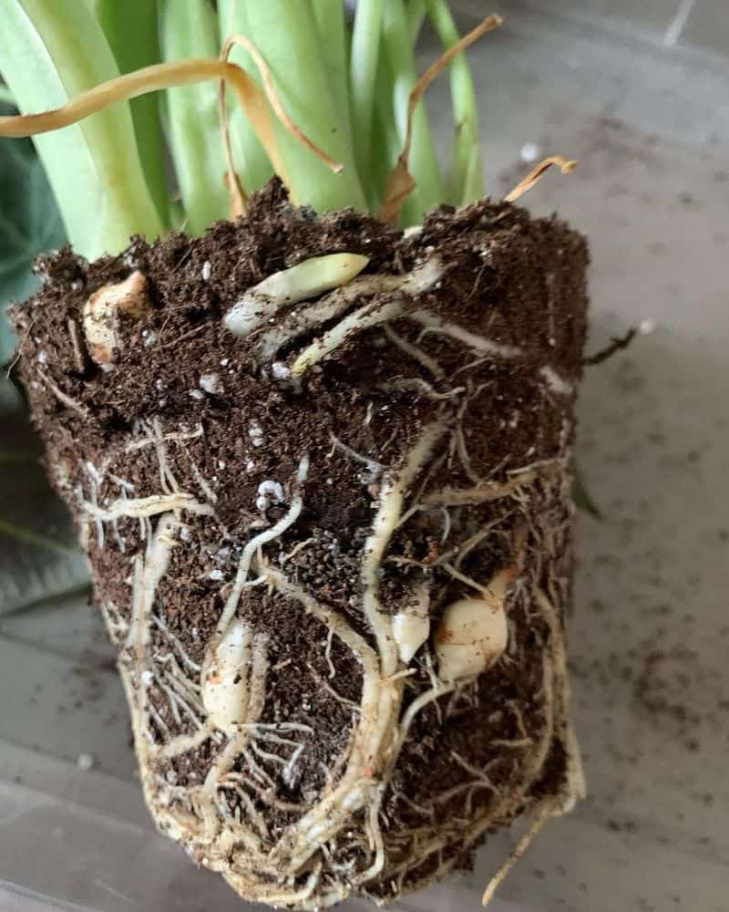 Tip 8: Protect the Roots