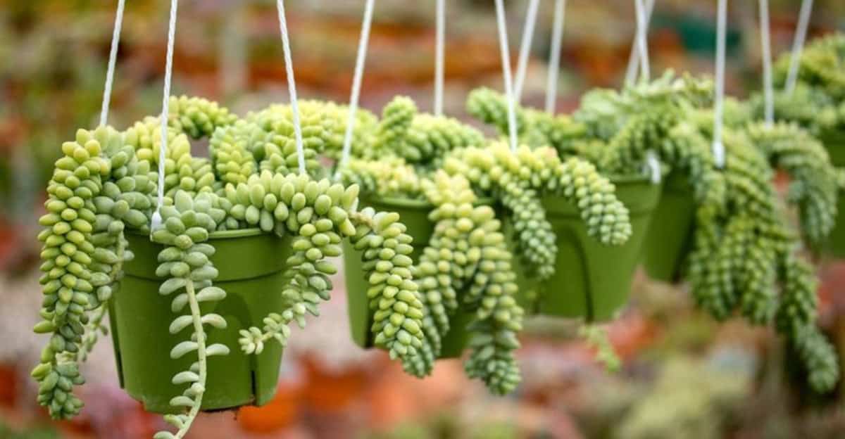 Top 10 Hanging Plants to Elevate Your Indoor Decor