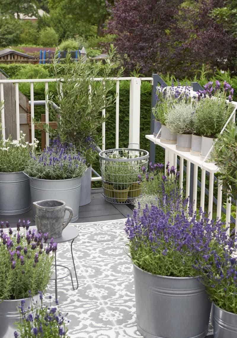 Lavender