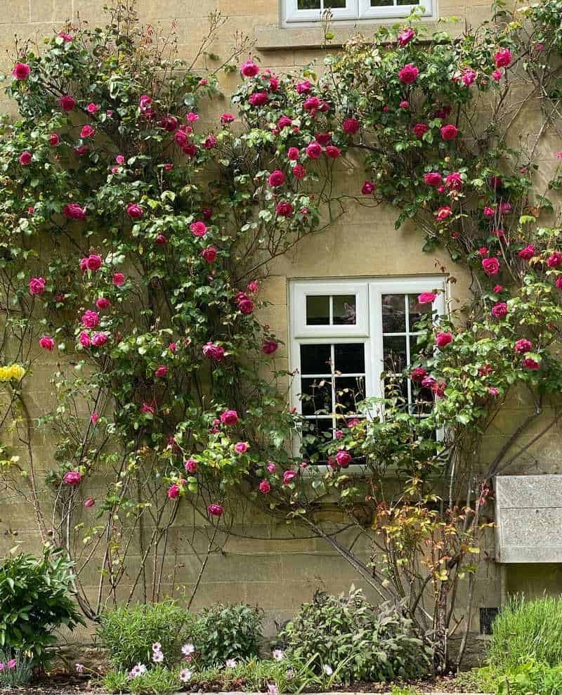 Train Climbing Roses