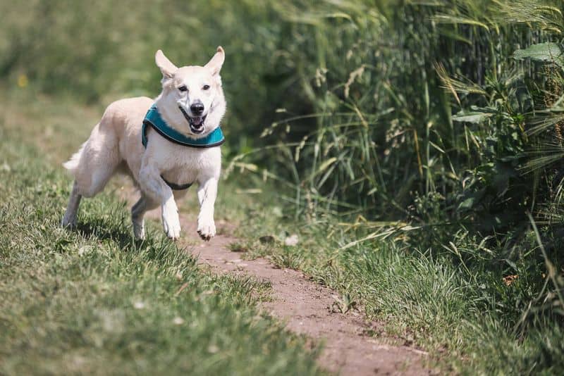 Unfenced Dog Runs