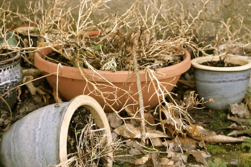 Dead Plants