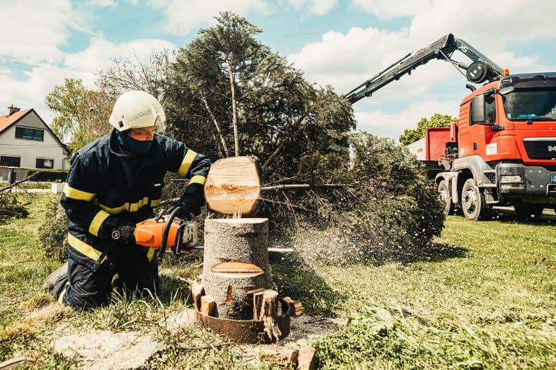 Unpermitted Tree Removal