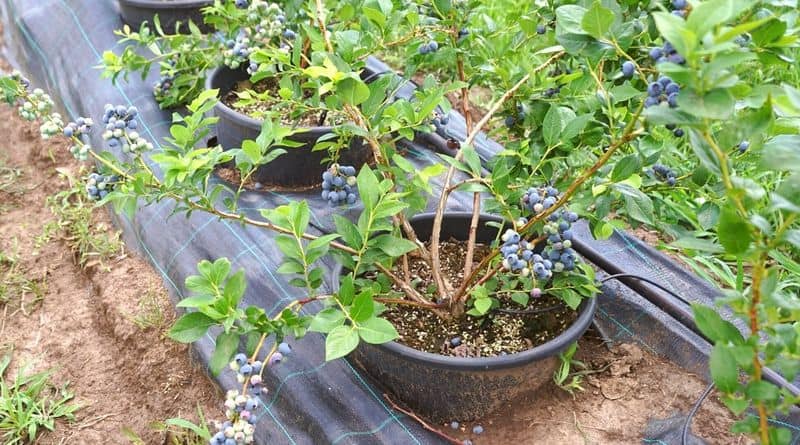 Select Quality Soil