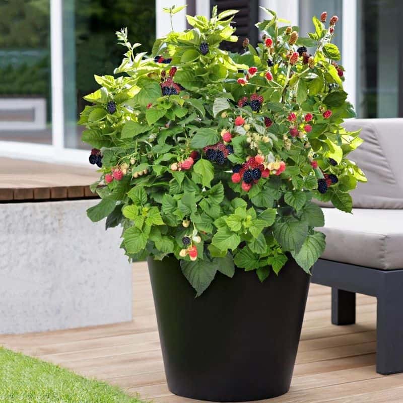 Planting Your Blackberries