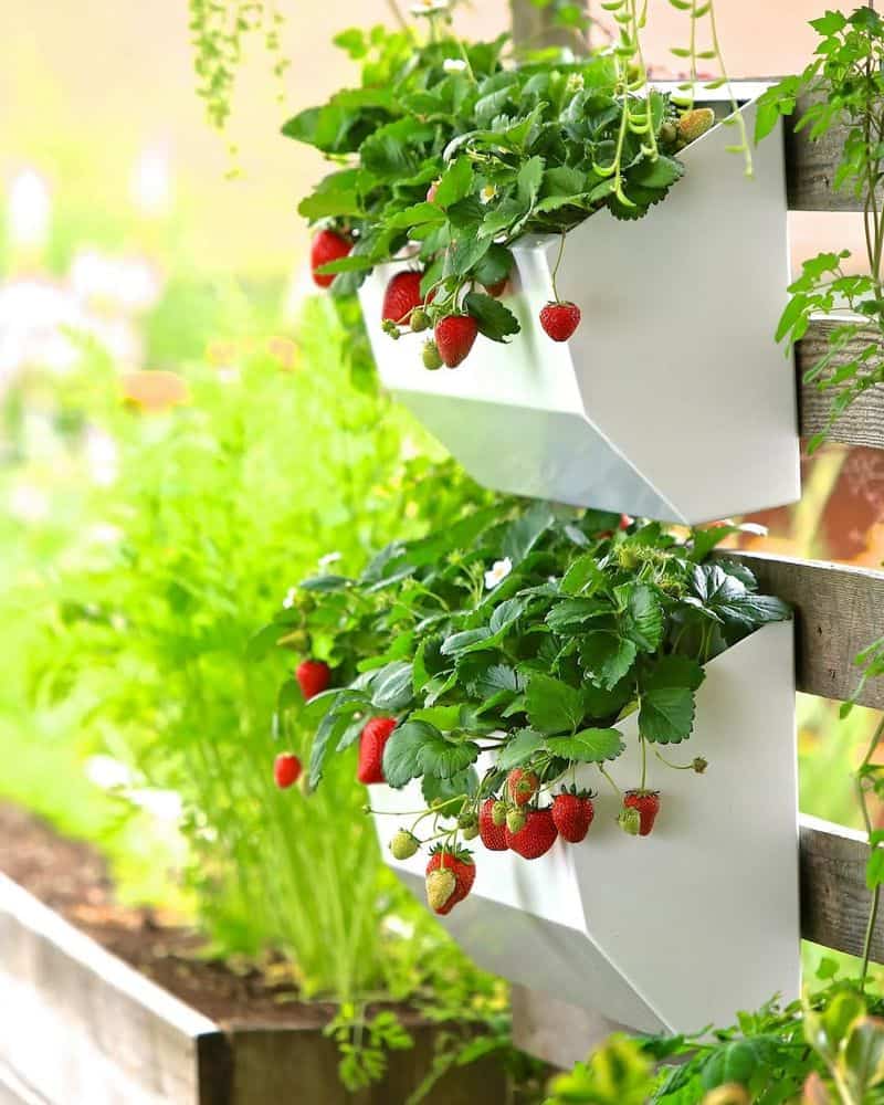 Vertical Wall Planters