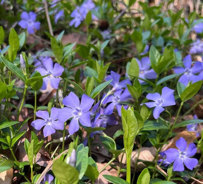 Vinca (Vinca minor)