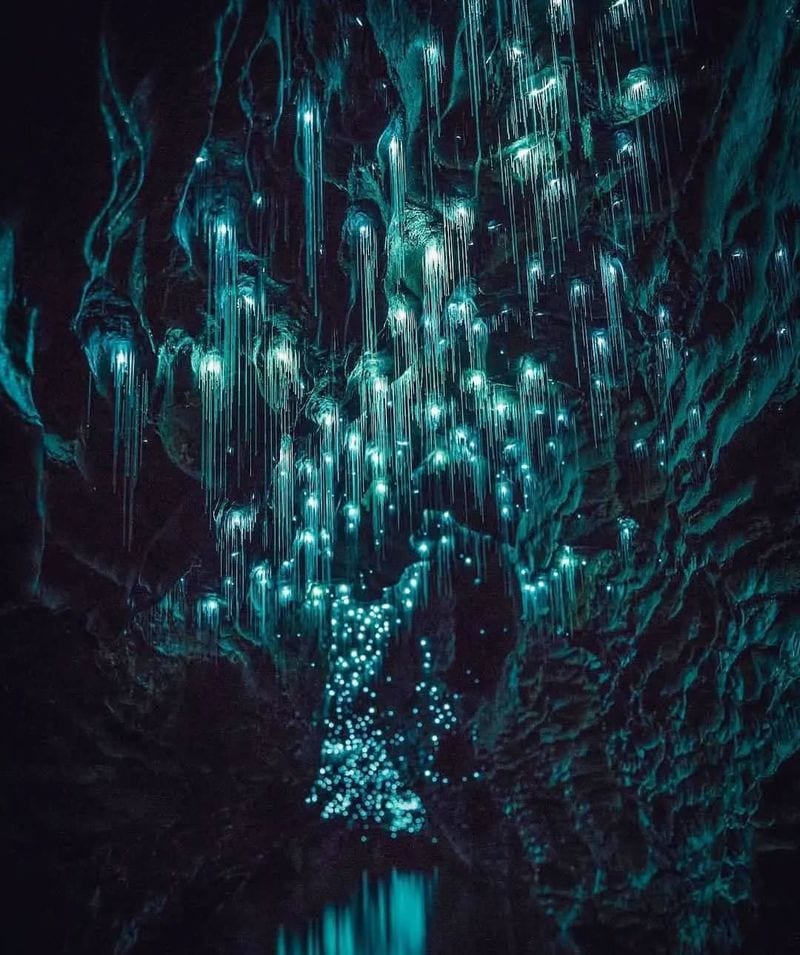 Waitomo Glowworm Caves, New Zealand