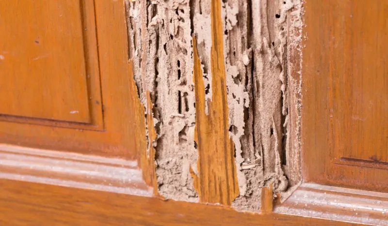 Termite Infestations