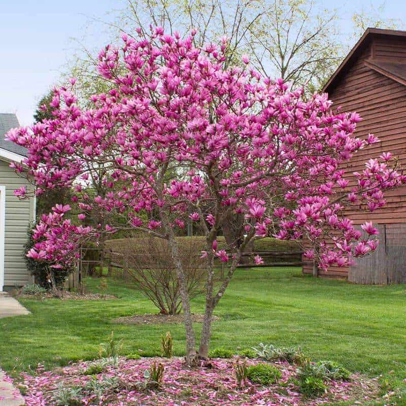Mulching Benefits