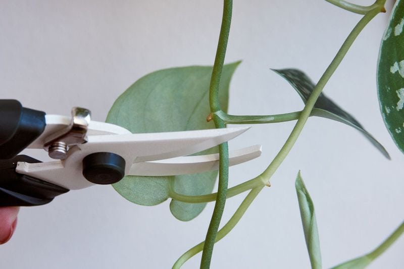 Pruning for Productivity