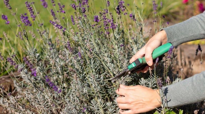 Pruning for Health