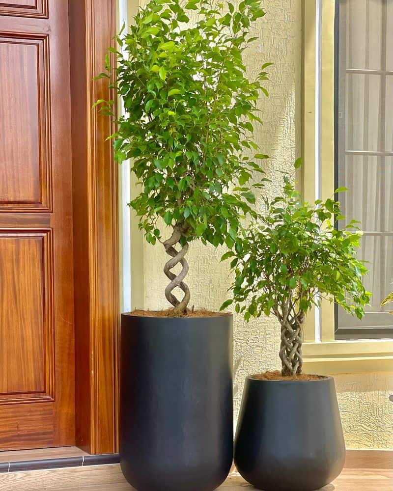 Weeping Fig