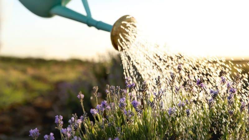 Watering Wisely