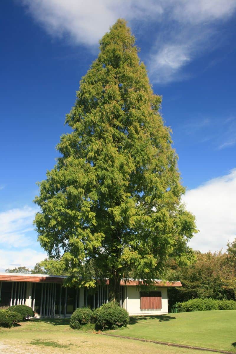 Metasequoia