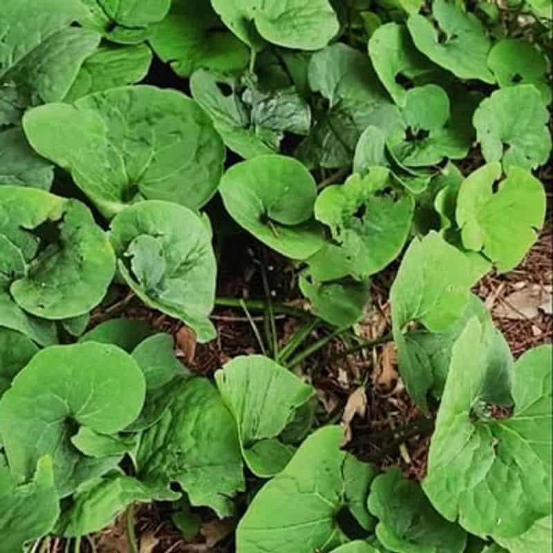 Wild Ginger (Asarum canadense)