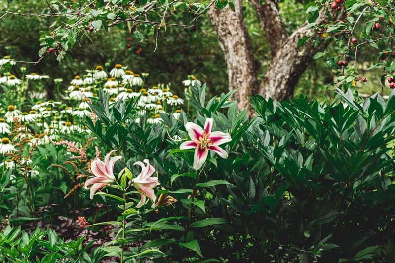 Companion Planting