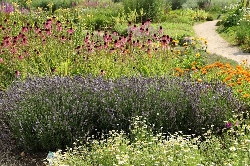 Companion Planting