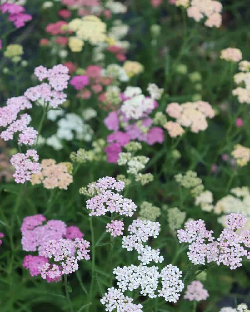 Yarrow (Achillea millefolium)