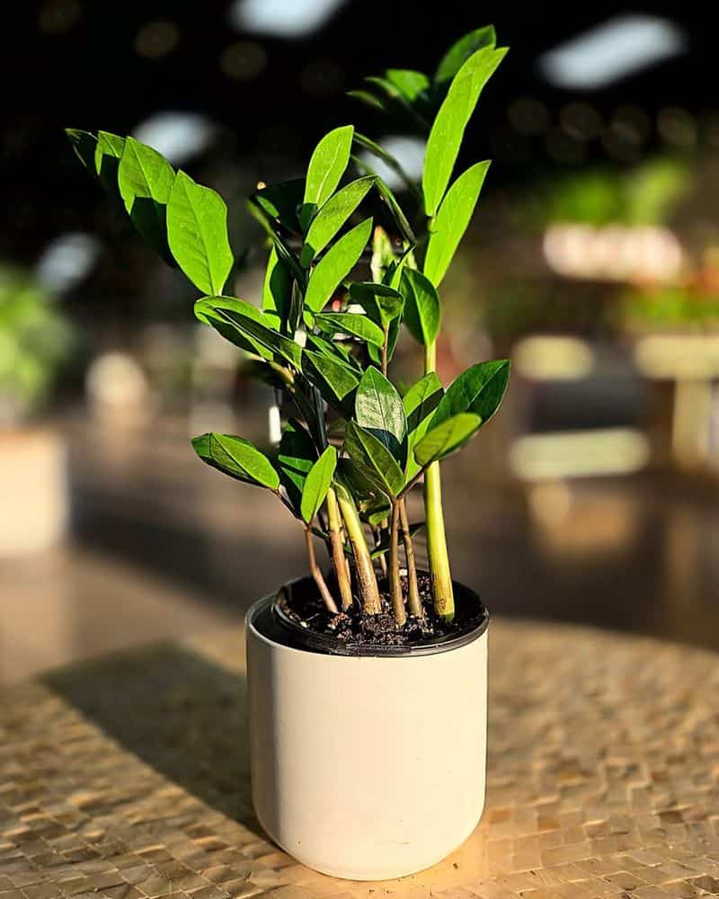 ZZ Plant (Zamioculcas zamiifolia)