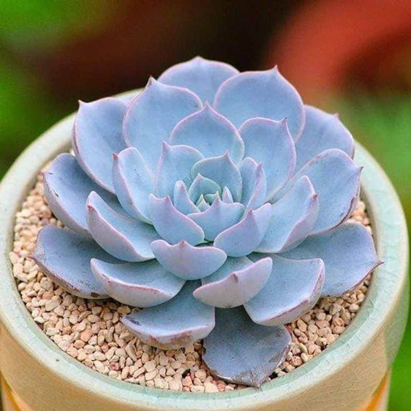 Blue Echeveria