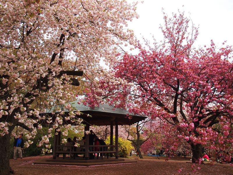 Shinjuku Gyoen National Garden