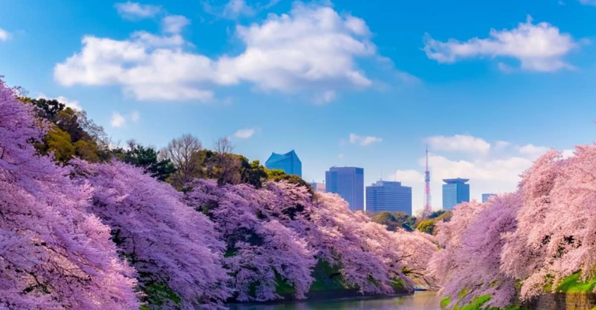 cherry-blossom-spots-japan