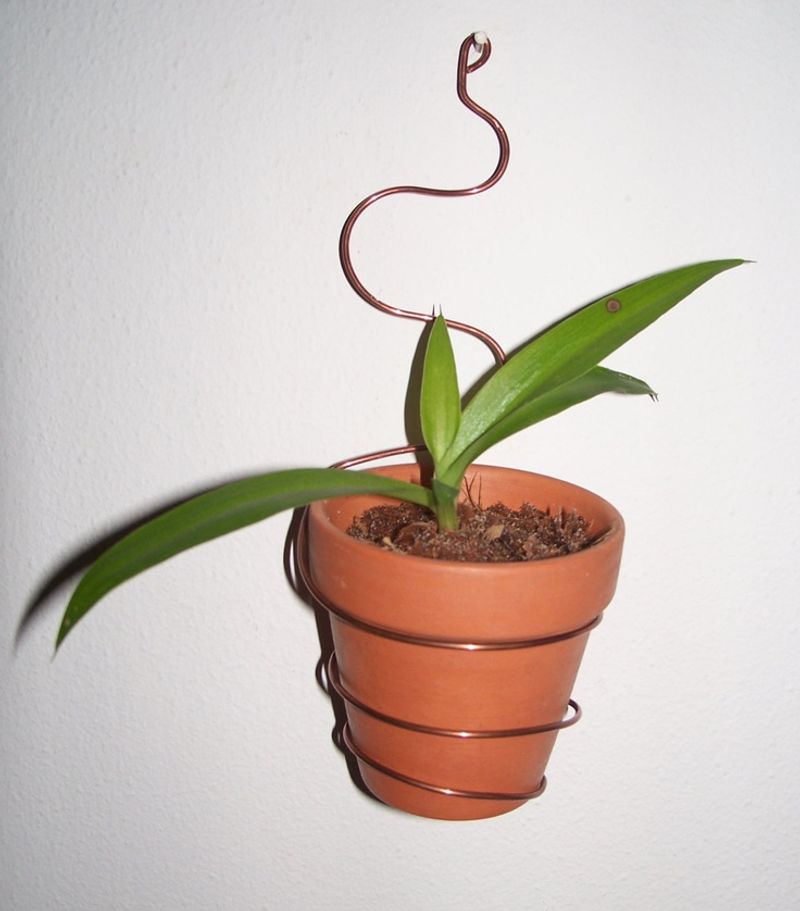Plant Holder