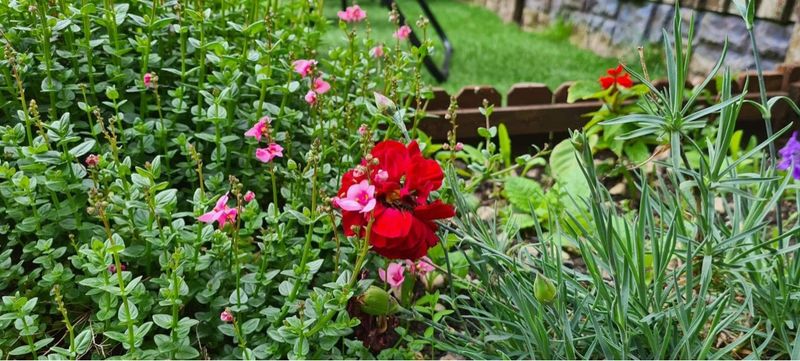 Overcrowding Plants