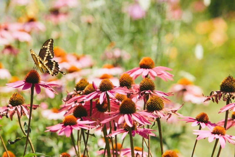 Butterfly Haven