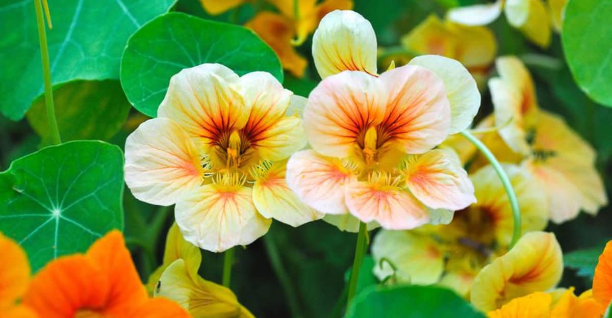 fast-growing-flowers