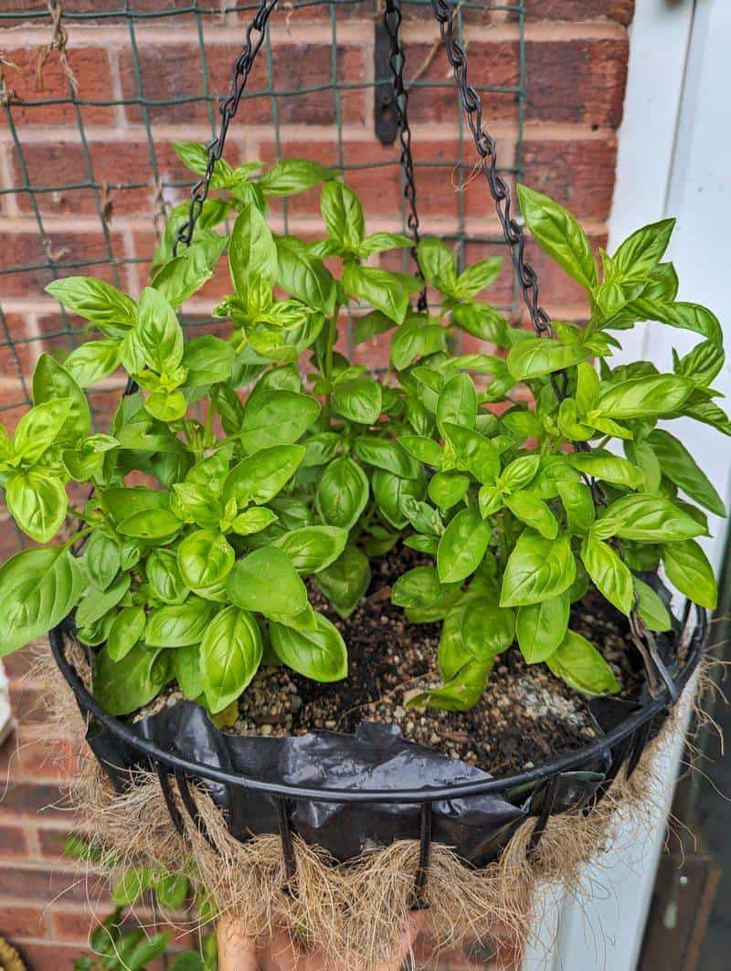 Basil