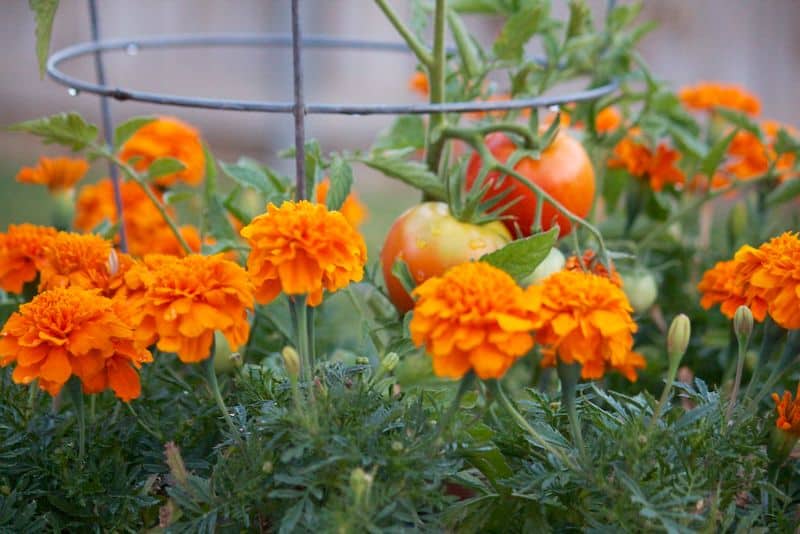 Marigolds and Tomatoes