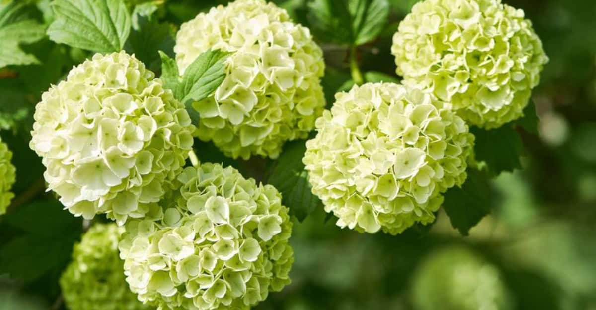 flower-colors-2025