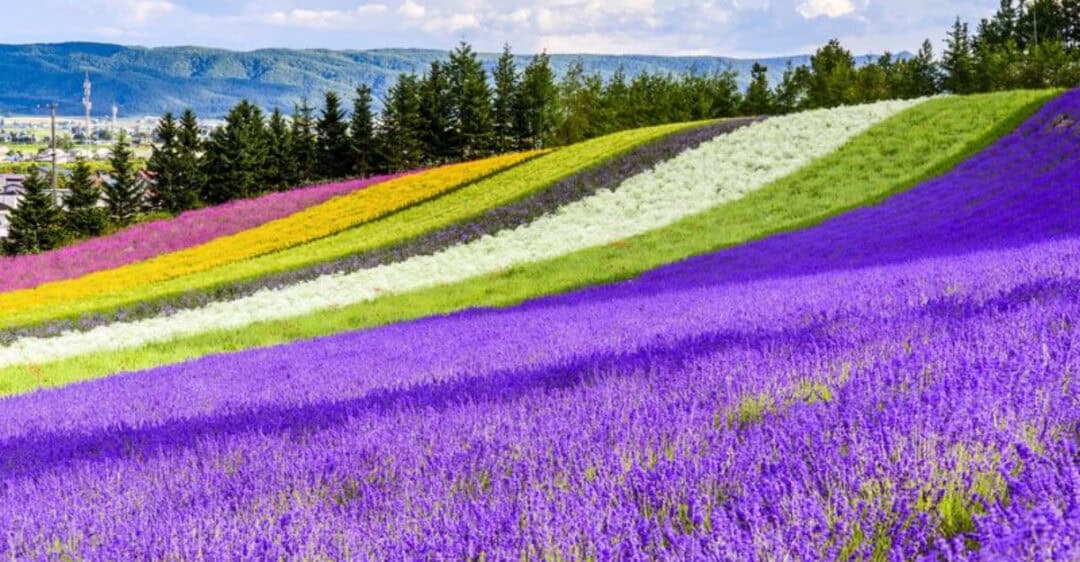 10 Flower Fields in Asia That Will Leave You in Awe – DecoFond