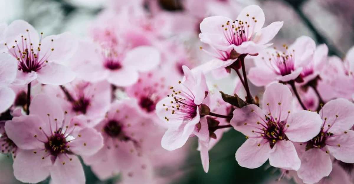 flowers-popular-cultures-