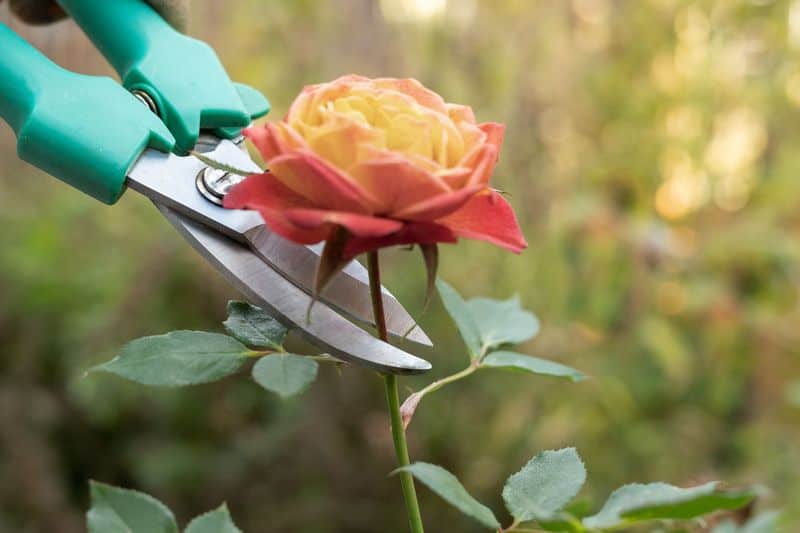 Roses