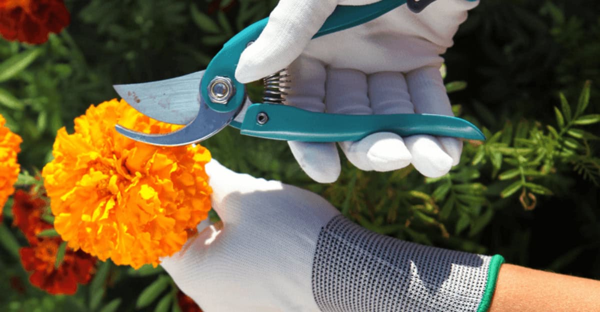 flowers-require-deadheading