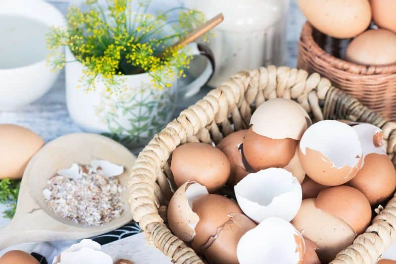 Eggshell Seed Starters