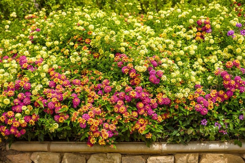 Lantana