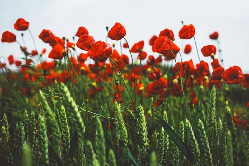 Poppies